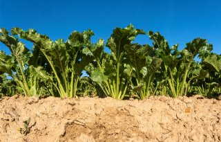 Drie nieuwe rassen aanbevolen voor teelt suikerbieten