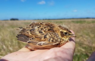 Actieplan moet akkervogelstand Flevoland boost geven