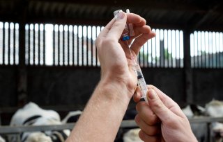 Gebruik antibiotica in veehouderij stabiliseert