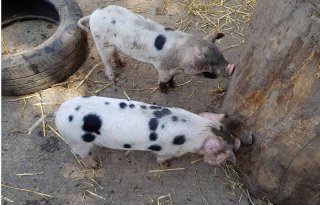 Afrikaanse varkenspest duikt op 300 kilometer van Nederlandse grens op