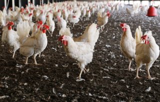 Deskundigen schatten kans op besmetting met vogelgriep in als medium