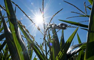 KNMI: 2024 was een van de warmste jaren ooit en bovendien erg nat