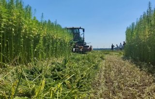 Brabantse telers van biobased gewassen starten coöperatie