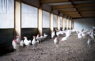 Voor het eerst dit jaar weer vogelgriepuitbraak