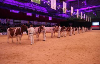 Vier dochtergroepen komen naar Holland Holstein sHow