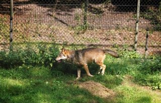 Wegjagen wolf uit eigen weiland mag