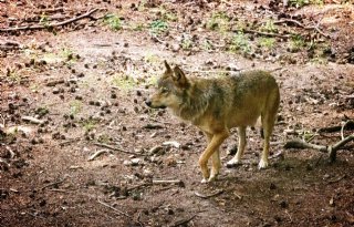 Kabinet wil beschermde status wolf verlagen