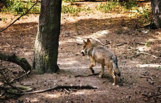 Faunabescherming strijdt voor behoud beschermde status wolven