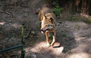 Gelderland wil alsnog paintballgeweer inzetten tegen probleemwolf