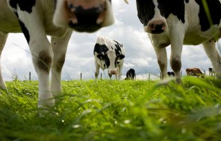 Kwaliteit van gras is over de jaren heen goed voorspelbaar