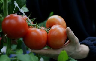 Bayer start ontwikkeling van tomatenrassen met vitamine D3