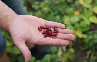 Coroos verwerkt meer rode kidneybonen van Nederlandse bodem