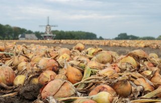 Emmeloord beweegt niet mee met hogere uienprijs in Goes