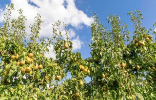 Peren op maat bemesten met kunstmatige intelligentie