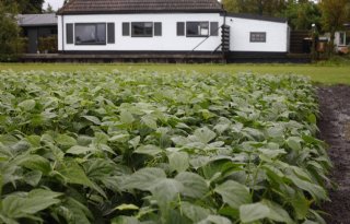 NVWA waarschuwt voor risico besmet zaaigoed na vondst bacterieziekte in bonen