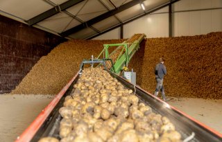 Belgische fritesindustrie stevent af op nieuw verwerkingsrecord