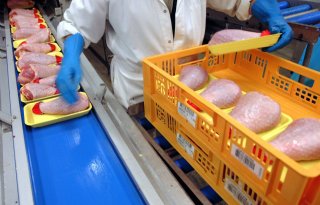 NCD-uitbraak legt Braziliaanse export pluimveeproducten stil