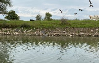 NAJK: aanwijzing NV-gebieden is zoveelste klap voor boeren