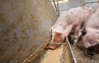 Kijk beter naar sluipende gevolgen mycotoxinen