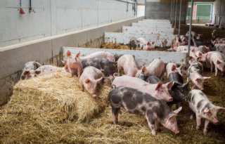 Biologische boeren optimistischer gestemd dan gangbare collega's