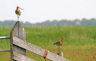 Boeren teleurgesteld over afwijzing weidevogelbeheer