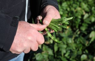 Pop Vriend Seeds verandert naam per 1 oktober in KWS Vegetables