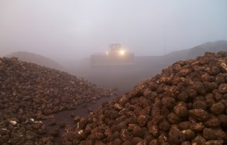 Tijdelijk minder capaciteit Cosun-suikerfabriek Vierverlaten