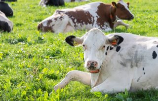 Klimaatpremie zet biodiversiteit onder druk