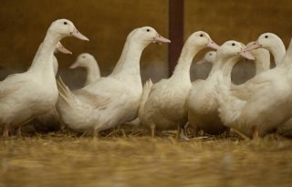 Gezondheidsautoriteiten: toenemend risico op gevaarlijke mutatie vogelgriep