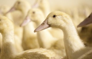 Eendenhouderij mag niet groeien van Tweede Kamer