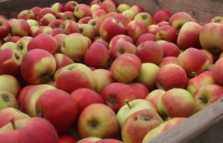 Zuidelijk halfrond produceert meer appels