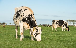 Vlaamse boeren en slachterijen willen grip op PFAS-risico