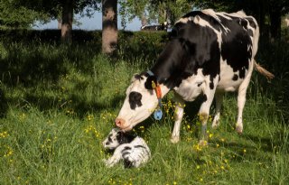 Kalverliefde-melk nu ook te koop bij Plus