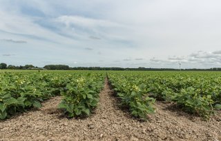 Nieuw instituut in Wageningen wil fotosynthese in gewassen verbeteren