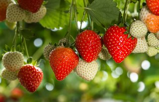 Fransen produceren iets meer aardbeien