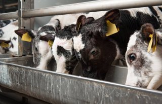 Kalf gaat vitaler naar vleeskalverhouderij