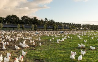 Minister trekt ophokplicht in pluimveedichte regio's in