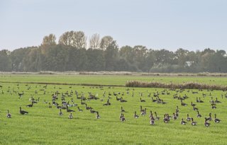 Boerenorganisaties vinden interprovinciaal ganzenplan te theoretisch