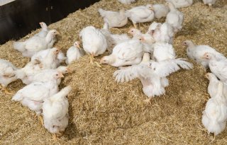 Minder campylobacter bij traaggroeiende vleeskuikens