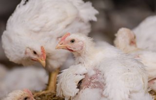 Toename peesschedeontstekingen bij vleeskuikens