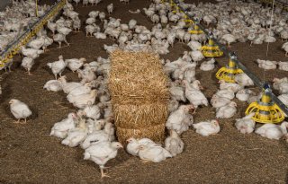 Goede marktvooruitzichten voor vleeskuikenhouders