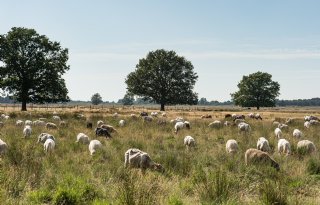 Schapenwollen deken AaBe keert terug