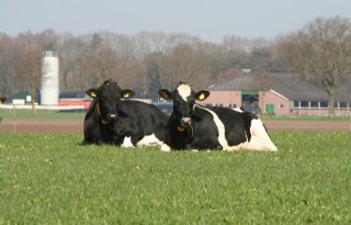 Proefboerderij De Marke gaat kijken hoe het anders kan