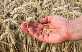 Gevoeligheid voor gluten zit deels tussen de oren