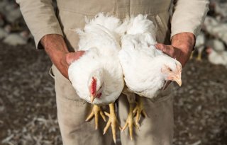 Meer onderzoek nodig naar rechtop vangen pluimvee