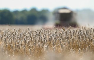 FAO rekent op kleiner verschil productie en consumptie tarwe