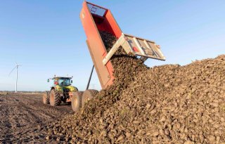 Cichoreicampagne bij Sensus goed op stoom