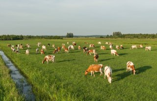 Peiling: wat gebeurt er met de melkveehouders in het veenweidegebied?