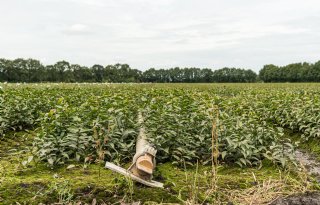 Drenthe wijst bezwaren rond gebruik gewasbescherming bollen af