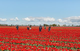 Volgend jaar 'ongekend' tekort aan tulpenbollen verwacht